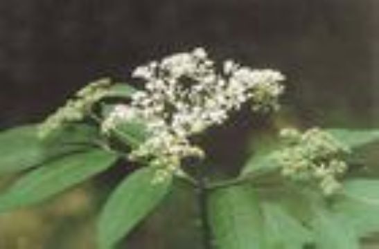 Sell  Elderberry Extract